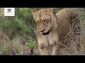 tsalala pride and cubs encounter elephants londolozi tv