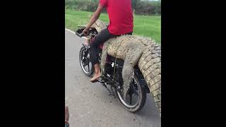 Alligator Bike Ride
