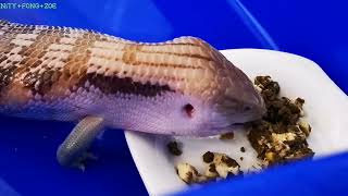 ［寵物］blue tongue lizard🦎藍舌蜥蜴互動 可愛的短腿比例