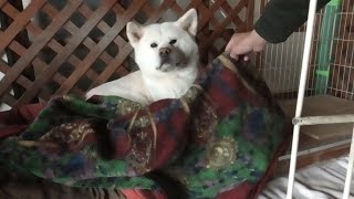 【秋田犬ゆうき】げんき先輩も大好きだったお婆さんの毛布がやはり一番暖かい【akita dog】