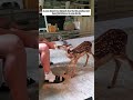 poor deer deer animals short