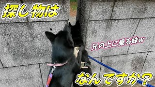 【甲斐犬】兄の上に乗ってしまう程、夢中で探している物とは？？？～Sioトープ 塩屋緑地公園～