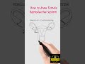 How to draw Female Reproductive System || Female Reproductive System Structure#shorts #viral #female