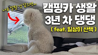 캠핑카에 3년째 사는 강아지 │ 전국구 단위로 산책 중 │ 취미는 창문 보기