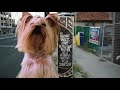 moron police – the dog song official music video w lyrics