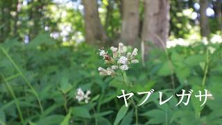 ヤブレガサ\u0026green　令和２年６月撮影＠北本自然観察公園