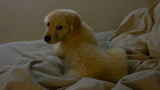 成長していくビスケの寝顔を見ていたら、涙が出てきました【ゴールデンレトリバー子犬】