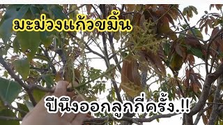 💥มะม่วงแก้วขมิ้นปีนึงออกลูกกี่ครั้ง