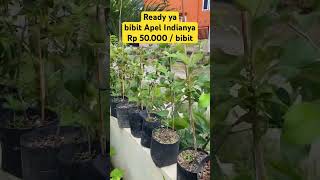 Bibit Apel India tinggi Lebih Kurang 50cm #kokkalai #2023 #shortvideo #apelindia #fyp