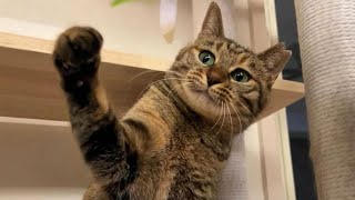 遊ぶ姿がまだまだ子猫のりんちゃん。仲良くなろうと頑張ってます　668話