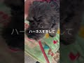 散歩から帰るとナデナデが日課の波平 ポメプー 愛犬 愛犬との暮らし 愛犬と散歩