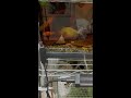 （閲覧注意）ピラニアの捕食