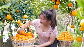 Harvesting Orange Fruit Goes to countryside market sell - Family farm | Tiểu Ca Daily Life