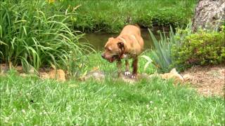 Milo Playing Fetch and splashing through the creek