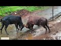 bull fight in an indian village दो सांडो के बीच हुई खतरनाक लढाई 😱😱