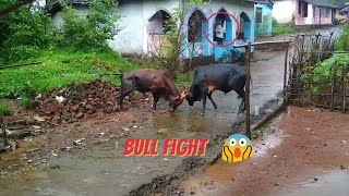 Bull Fight in an Indian village | दो सांडो के बीच हुई खतरनाक लढाई  😱😱