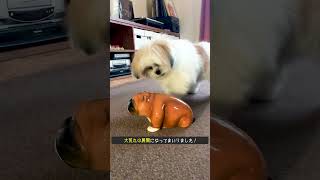 【実況】モコゾウvsブルドッグの一軒家プロレス【犬レス】#shorts #モコゾウ