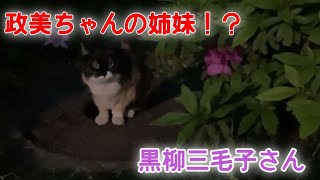 伊達政美の姉妹！？と思われる黒柳三毛子【TNR cat】