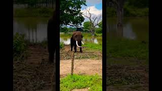 only african eliphant in Sri Lanka#animals #zoo #travel #elephant #wildsrilanka #africananimals