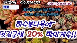 안산하수분다육에 신상군생 전품종20%한인가 소개!! 링보 혜성 체리환타지아 제스타군생등