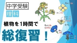 中学受験　理科　植物のつくり