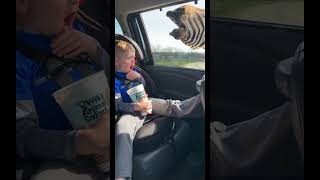 Toddler horrified by Zebra wanting snacks #funnybabies #zebra #zoo