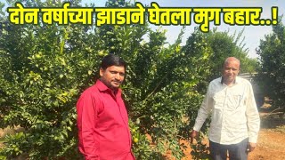 SANTRA SHETI : दोन वर्षाच्या संत्रा झाडाला शेतकऱ्याने घेतला मृग बहार #orange | PRAVIN BELKHEDE