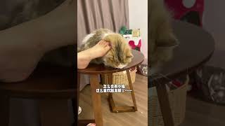 这是什么奇怪的癖好？这是我的小猪猫 每日吸猫 猫猫就是小宝宝啊 萌度超级高