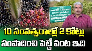 Oil Palm Cultivation Guide : Palm Trees Cultivation Methods || Farming Expert Purushothama Rao