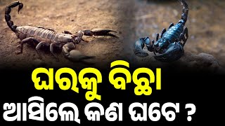 ଆପଣଙ୍କ ଘରକୁ ବିଛା ଆସୁଛି କି ଘଟିବ ଏମିତି ଘଟଣା ? || THE LEKHAKA