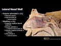 nasal cavity sinuses and ear innervation of the nasal cavity