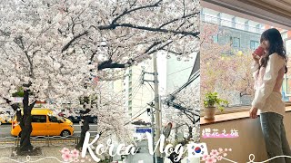 Korea Vlog | 追櫻之旅～韓國大邱進出一次玩3城 | 紅眼班機好去處 | 大邱83塔 | 釜山南川洞櫻花街 🌸 櫻花好浪漫 | Daegu🇰🇷