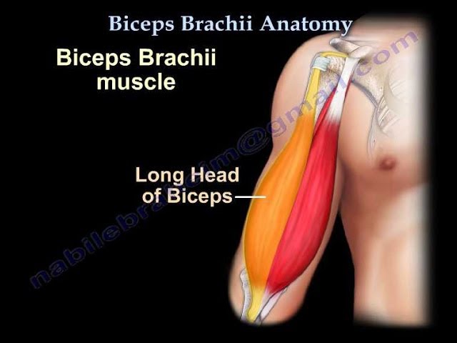 Bicep Muscles Anatomy