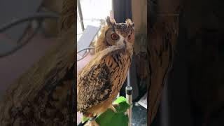 【こっそり教えます！ラテから羽根をもらう方法】 #癒し動画 #owl #フクロウのいる暮らし #ばあちゃん大好き