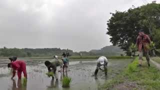 アジア学院 田植え ヘリコプター