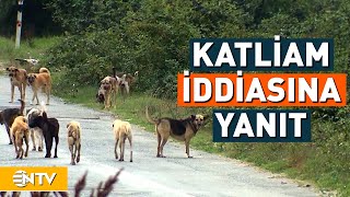 Niğde'de Köpek Katliamı İddiasına Belediyeden Açıklama Geldi | NTV