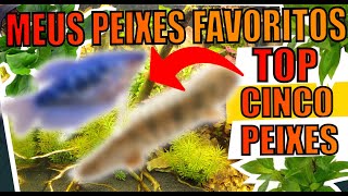 🔴MEUS 5 PEIXES FAVORITOS  |Mr. Betta|