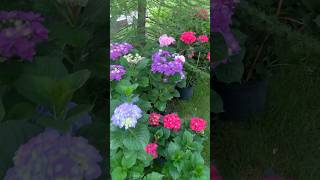 BEAUTIFUL HYDRANGEAS #hydrangea#гортензия#garden#гортензія#flowers #park#jardin#shorts#アジサイ#nature