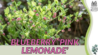 Growing BLUEBERRY PINK LEMONADE: Quick Tips for (Vaccinium 'Pink Lemonade')