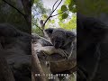 下次不许薅我头发了『leaf u0026luck』 koala animals zoo 动物园里有什么