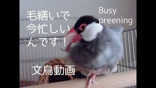 ああ忙しい！ 桜文鳥ほーちゃんの羽繕い　文鳥動画　Java sparrow busy preening