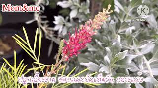 สนเกรวิลเลีย Grevillea banksii (Spider flower,Feather flower)