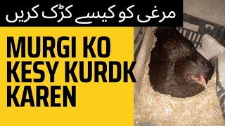 Murgi ko Kurdk Karny Ka Tareeka // مرغی کو کڑک کرنے کا طریقہ// With Mr. R