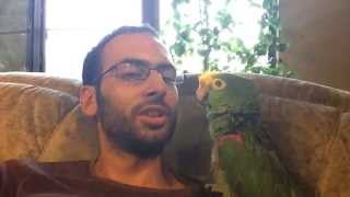 keko singing parrot კეკო თუთიყუში