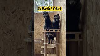 監視するタヌキ達 Tanuki keeping watch