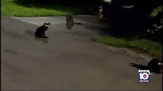 Dania Beach residents desperate for help due to feral cats overrunning neighborhood