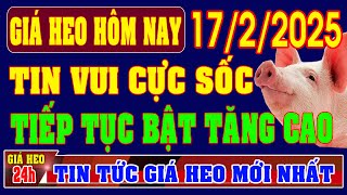 Giá heo hơi hôm nay ngày 17/2/2025 - TIN VUI CỰC SỐC, GIÁ TIẾP TỤC TĂNG CAO