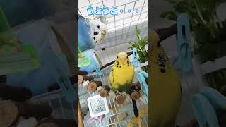 お昼寝中、カラスの声にビックリ！？のインコたち🦜🦜#セキセイインコ #shorts