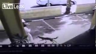 Wolf attacks bystanders in the city of Tiberia. caught on security cam.