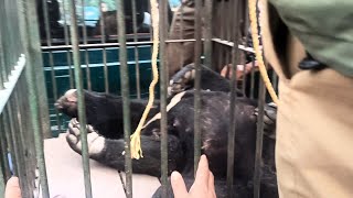 Bear rescued from village under RAIMANA NATIONAL PARK Part-4